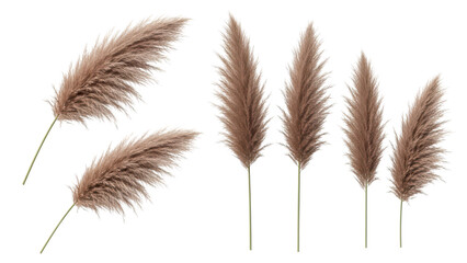 Pampas Grass Isolated on White, Fluffy Dried Flowers, Floral Design Elements