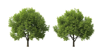 Obraz premium Two Lush Green Trees Isolated on White Background, Nature, Spring, Summer