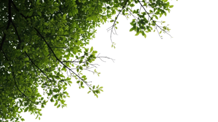 Green Tree Leaves Corner Isolated on White Background, Summer Nature Concept