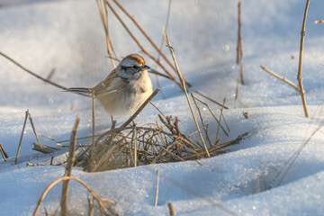 Chipping sparrow standing in the snow.