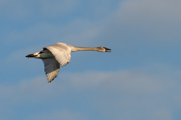 Trumpeter swan in flight against a blue sky..