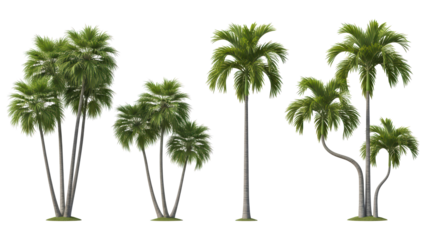 Palm Trees Set Isolated on White, Tropical Nature, Summer Background
