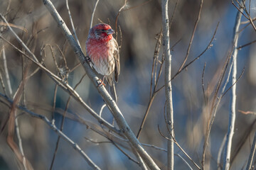 Male house finch perched on a branch.