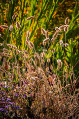 Sunlit, soft grasses create a serene scene in a vibrant, colorful garden