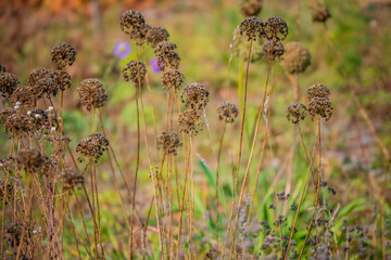 In the golden glow of afternoon light, dry wildflowers stand tall, surrounded by vibrant greenery