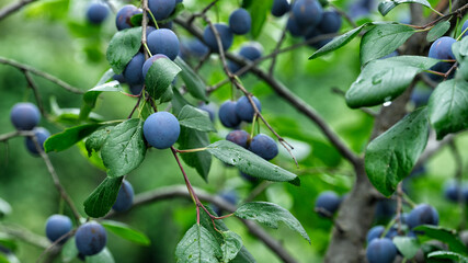 Organic blackthorn fruits growing on a blackthorn plant (Prunus spinosa). Close up.