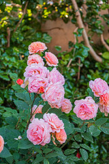 Delicate pink roses bloom abundantly in a lush garden, soaking up the sunlight