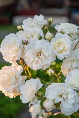 Brilliant white roses display their delicate petals, catching the warm light in a peaceful garden