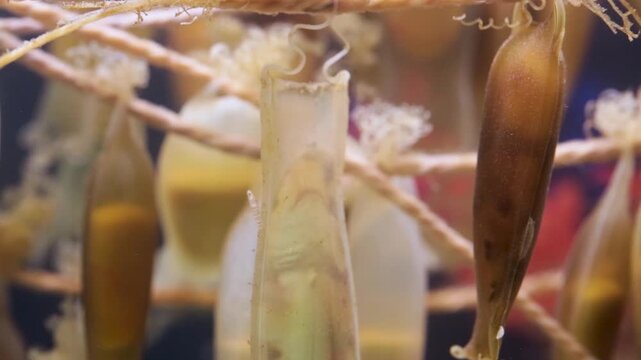 Cat Shark Embryo Moving Inside Egg Case &ndash; Close Shot