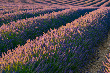Obraz premium Lavender fields in bloom in Provence