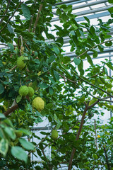 Bright green leaves cradle plump lemons in a serene greenhouse, showcasing nature's beauty