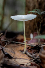 Brazilian Mushroom
This plant is very comon in brazilian savannah.
