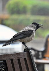 Fototapeta premium A bird is perched on a bench railing, looking up at the sky