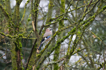 Jay on a thin branch with moss, green moss in the background, jay with colorful plumage, jay looks to the right, bird in the forest, Garrulus glandarius on a branch