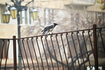 Obraz premium A crow is perched on a metal fence