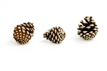 Pine cones covered in snow on a white background