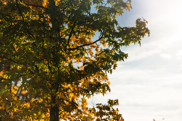 Tree branches with green and yellow autumn leaves are illuminated by sunlight, set against a bright sky. Suitable for seasonal, nature, or environmental themes in web or print projects.