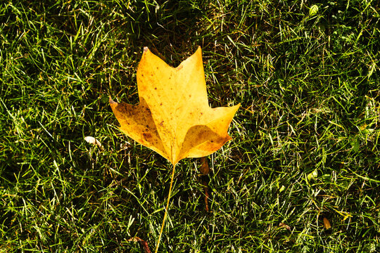 A solitary yellow maple leaf lies on green grass, illuminated by sunlight. Suitable for autumn, nature, seasonal, or botanical themes in educational or creative projects. - Powered by Adobe