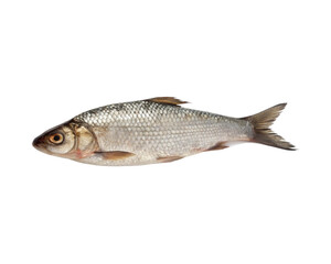 Obraz premium Fresh Raw Whole Silver Fish Isolated Cutout, Transperent Background
