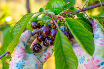 A gardener picks ripe dark red cherries from a branch, close-up. Harvesting.