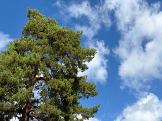 Fototapeta premium Pine tree Pinus sylvestris against sky.