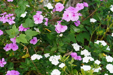 Vibrant Pink and White Flowers Blooming Amidst Lush Green Foliage in a Lively Garden Setting, Showcasing the Beauty of Nature's Palette
