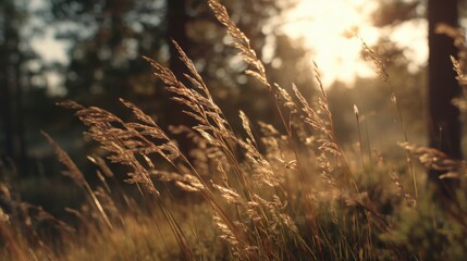 Obraz premium Tall grass sways gently in the breeze under warm sunlight in a forest. Trees stand in the background creating a natural calm setting during late afternoon hours.