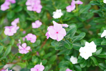 Vibrant Blooming Flowers in Variety of Shades of Pink and White Capturing the Essence of Nature's Beauty in the Garden Landscape Setting