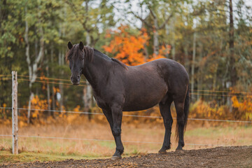 Fototapeta premium Black canadian horse standing in a pasture on a sunny autumn day