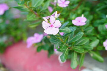 Delicate Pink Flower Blossom with Green Leaves in Nature Setting, Beautiful Garden Background with Soft Light and Subtle Detail on Petals and Stems
