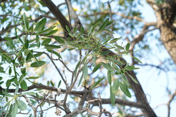 Lush Green Foliage Under Bright Blue Sky, Capturing Nature's Serenity and Vibrancy in Sunlit Outdoor Environment with Detailed Leaf Structures