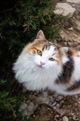 Close-up outdoor portrait of a fluffy domestic cat with soft natural light and blurred background.