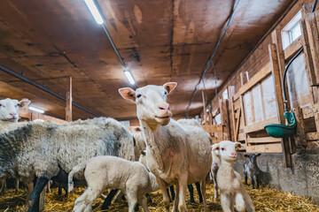 White sheep in a barn