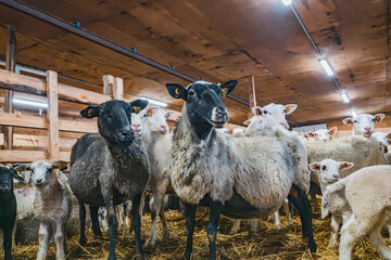 Wide angle of a group of sheep inside a barn with lambs