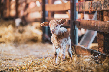 Cute lamb in a farm with other sheep and lambs in quebec canada