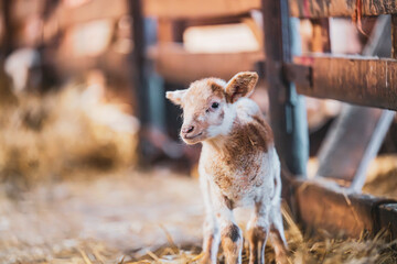 Cute lamb in a farm with other sheep and lambs in quebec canada