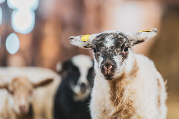 Cute lamb in a farm with other sheep and lambs in quebec canada