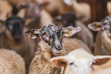 Cute lamb in a farm with other sheep and lambs in quebec canada