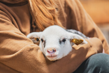 Lamb being held by a human, human hugging a lamb