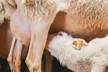 Lamb drinking milk on sheep ewe in a barn in quebec canada