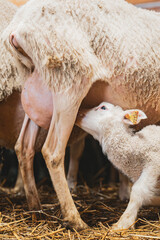 Lamb drinking milk on sheep ewe in a barn in quebec canada