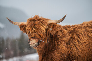 Brown Highland cow outside in snowy winter pasture in Quebec Canada