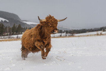 Brown Highland cow outside in snowy winter pasture in Quebec Canada