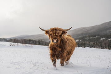 Brown Highland cow outside in snowy winter pasture in Quebec Canada