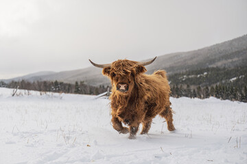 Brown Highland cow outside in snowy winter pasture in Quebec Canada