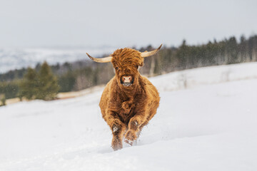 Brown Highland cow outside in snowy winter pasture in Quebec Canada