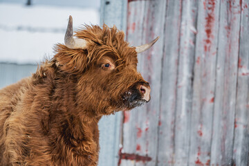 Brown Highland cow outside in snowy winter pasture in Quebec Canada