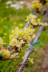 Naklejka premium Bright green buds sprout on vines, symbolizing the blossoming beauty of spring in the vineyard