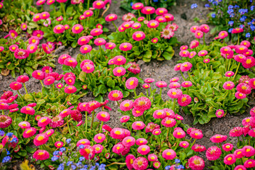 Obraz premium Vivid pink and yellow flowers bloom among lush green leaves under a bright spring sky