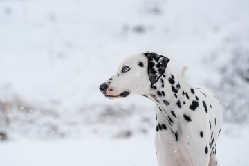 Dalmatian dog running free in snow in quebec canada